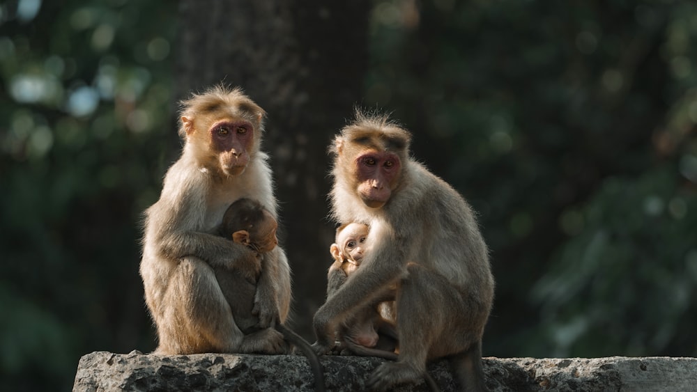 a couple of monkeys sitting on top of a rock