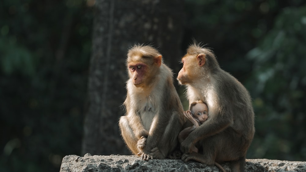 a couple of monkeys sitting on top of a rock