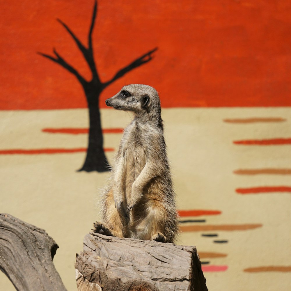 a meerkat standing on a log in front of a red wall