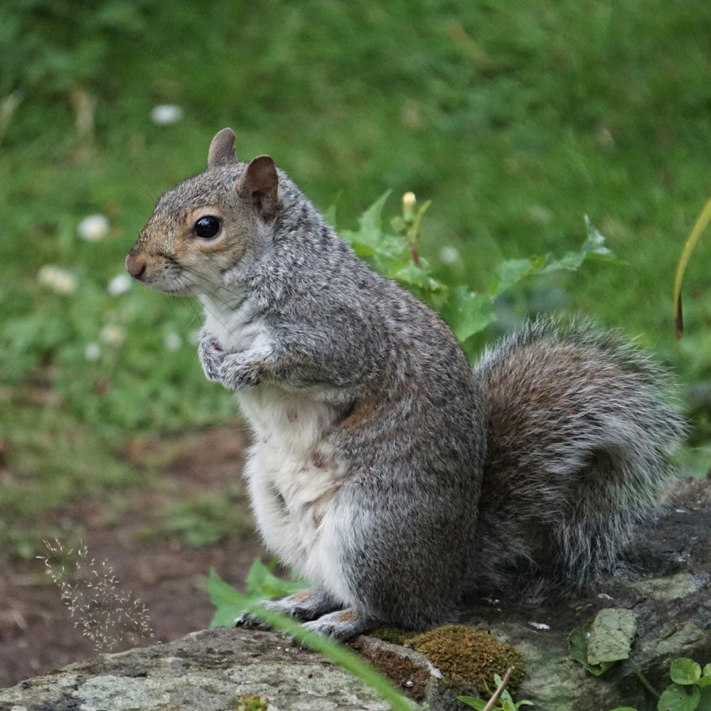 a squirrel sitting on top of a rock