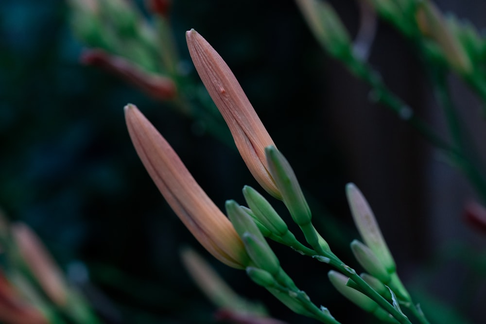 a close up of a flower with a blurry background