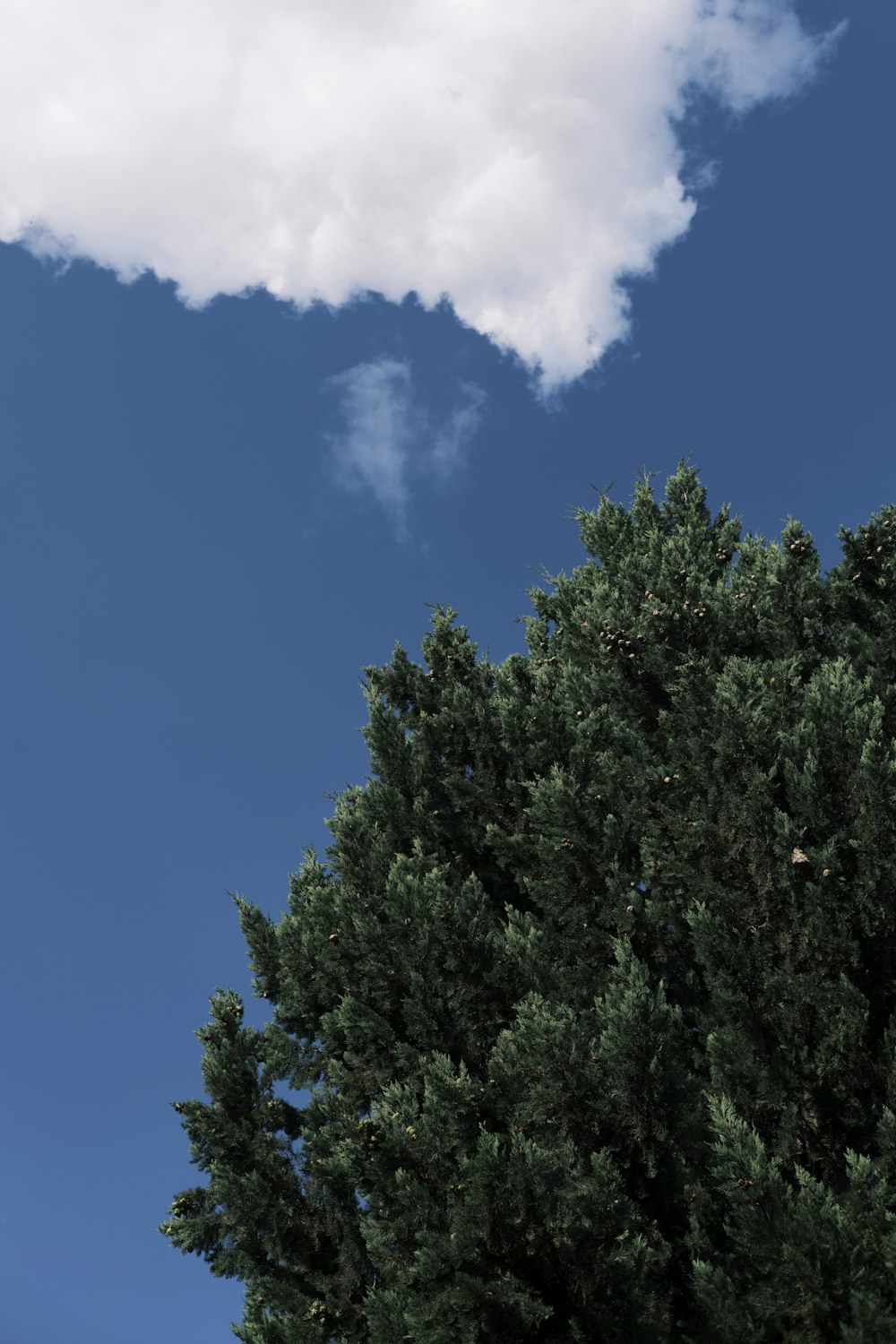 a plane flying in the sky over a tree