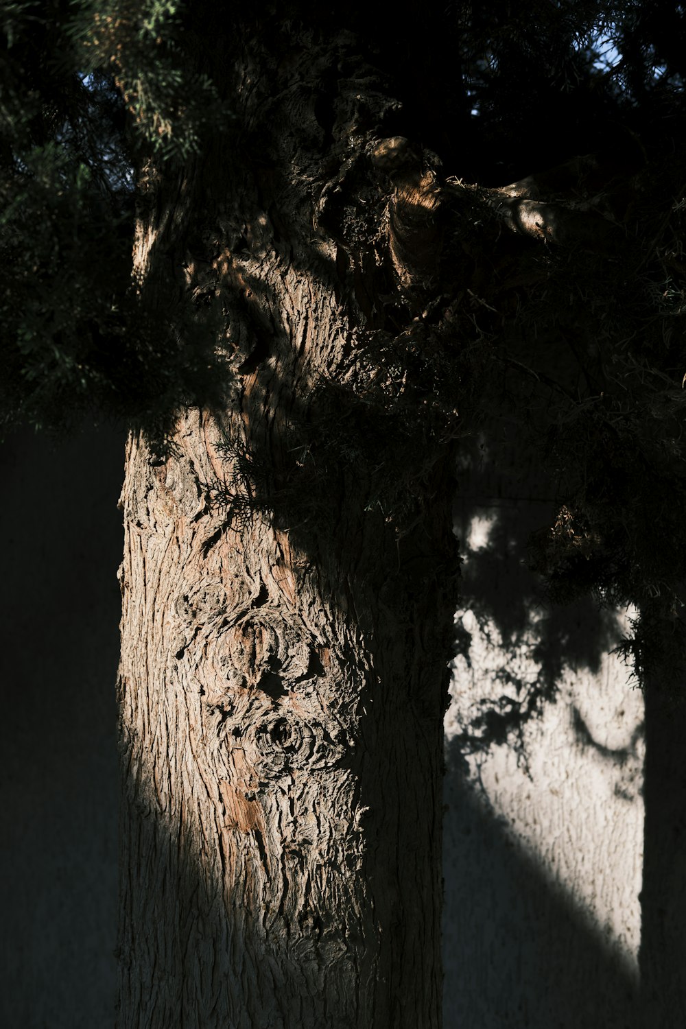 the shadow of a tree on a wall