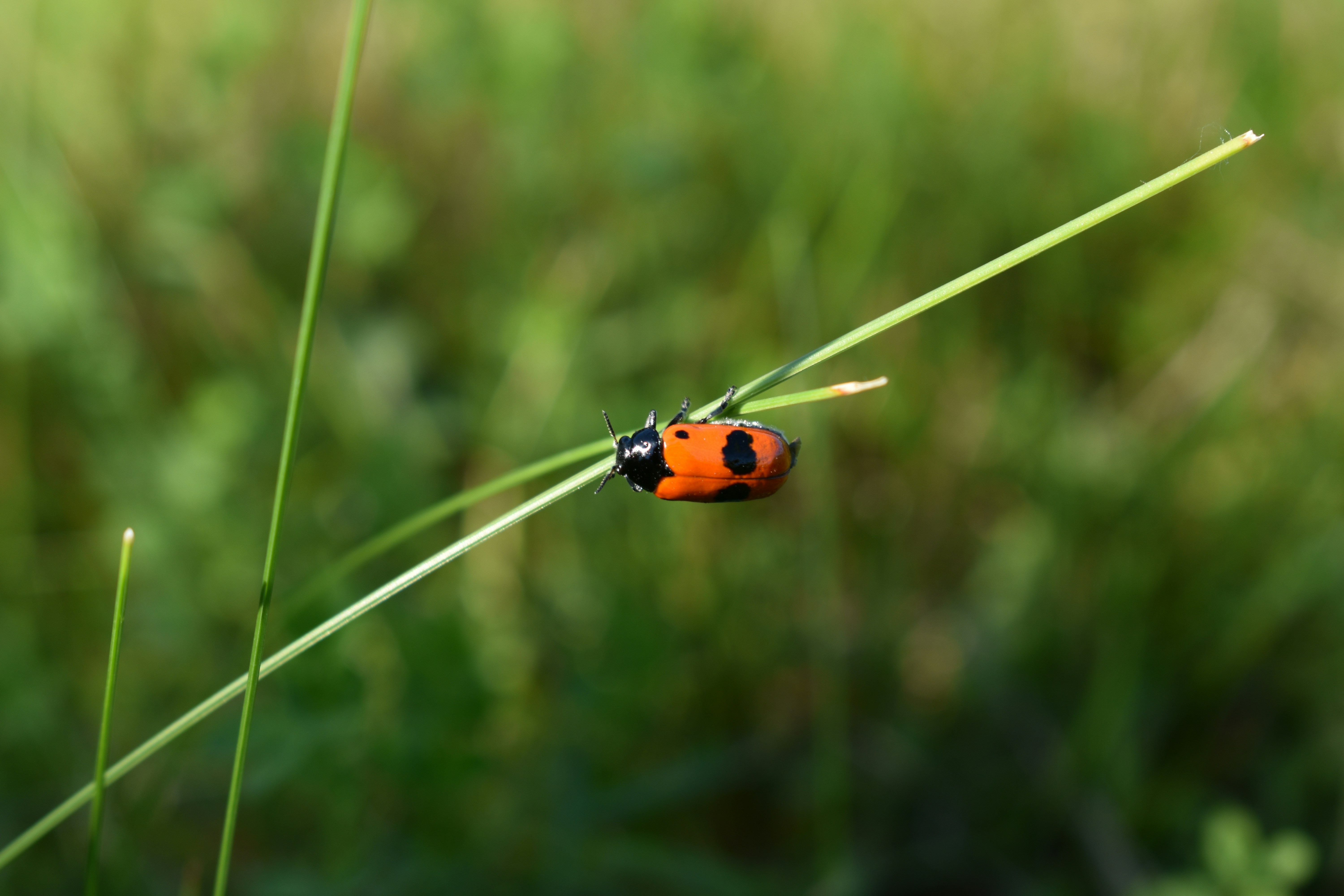 Photo by ninaelisereiter