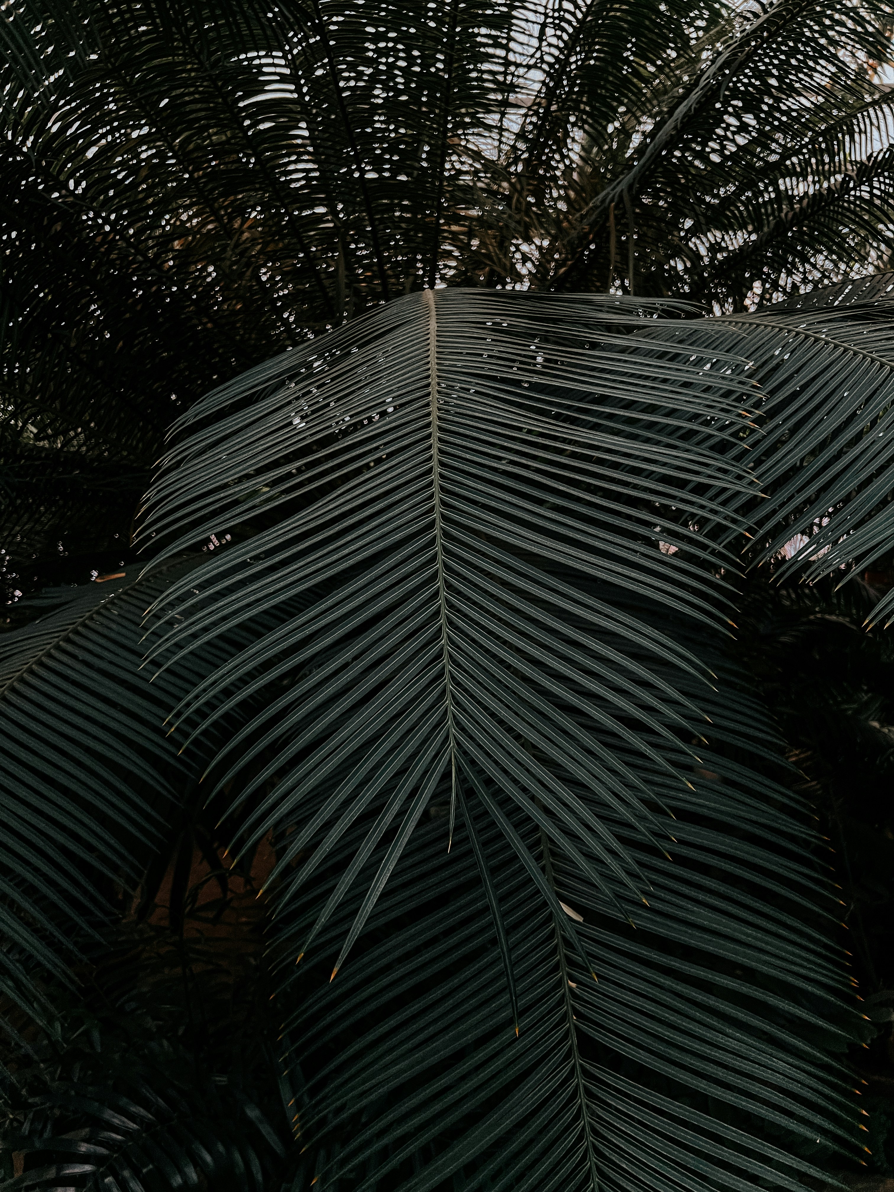 Canopy Thinning & Shaping