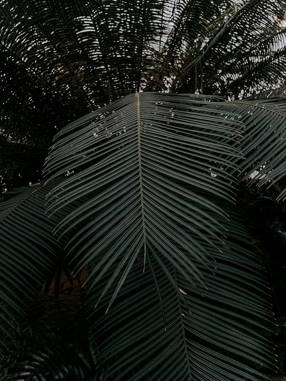 a large palm tree with lots of green leaves
