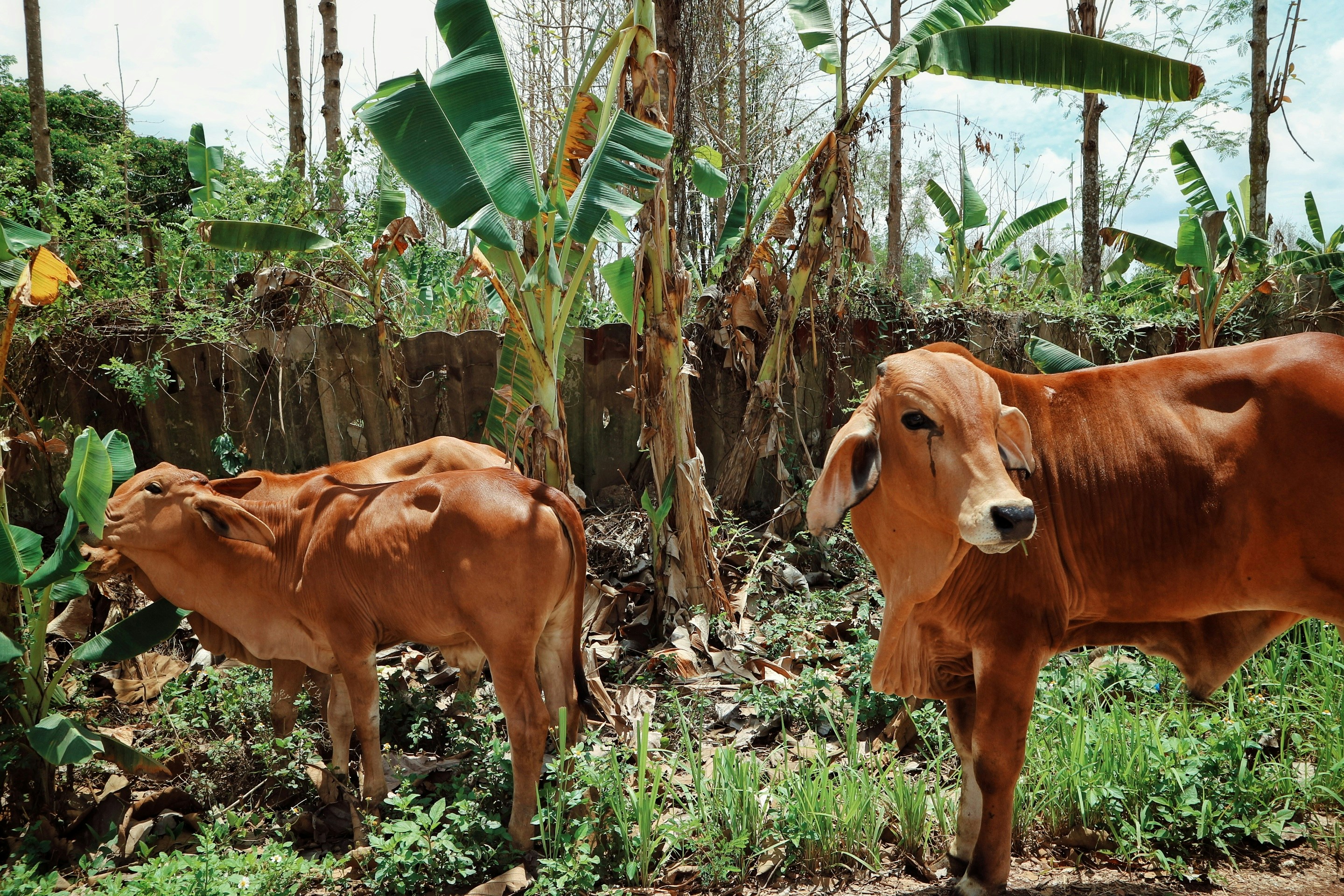 a couple of brown cows standing next to each other