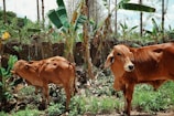 a couple of brown cows standing next to each other