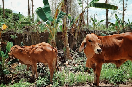 a couple of brown cows standing next to each other