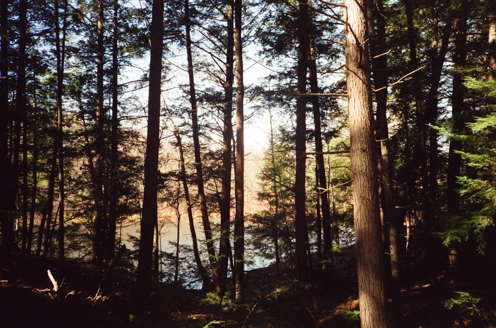 the sun shines through the trees in the forest