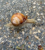 High-contrast close-up of a cloud (blue) mystery snail crawling on smooth stones.