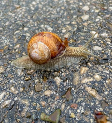 High-contrast close-up of a cloud (blue) mystery snail crawling on smooth stones.