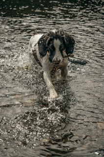 A pet pad with a waterproof layer showing its durability during a playful dog’s splash