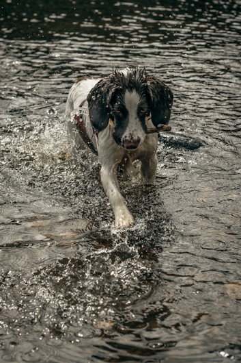 A dog with wet fur runs through shallow water, creating splashes and ripples around its paws. Its focus is forward, suggesting movement and playfulness.
