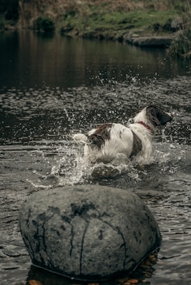 A dog with brown and white fur is playfully splashing through a calm body of water. The background features a grassy area with rocks, creating a natural and serene setting. The scene captures movement with water droplets frozen around the dog.