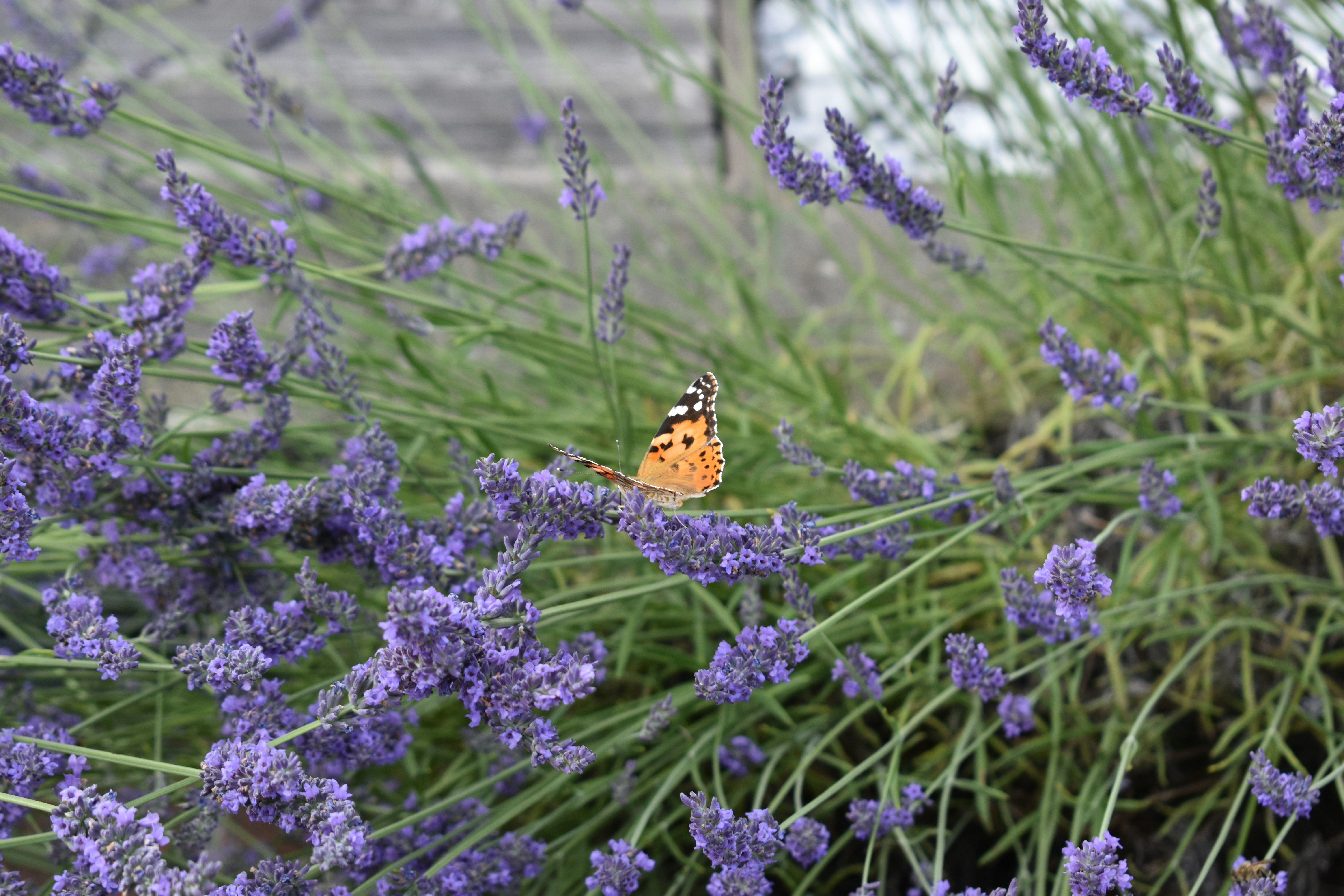 Photo by ninaelisereiter