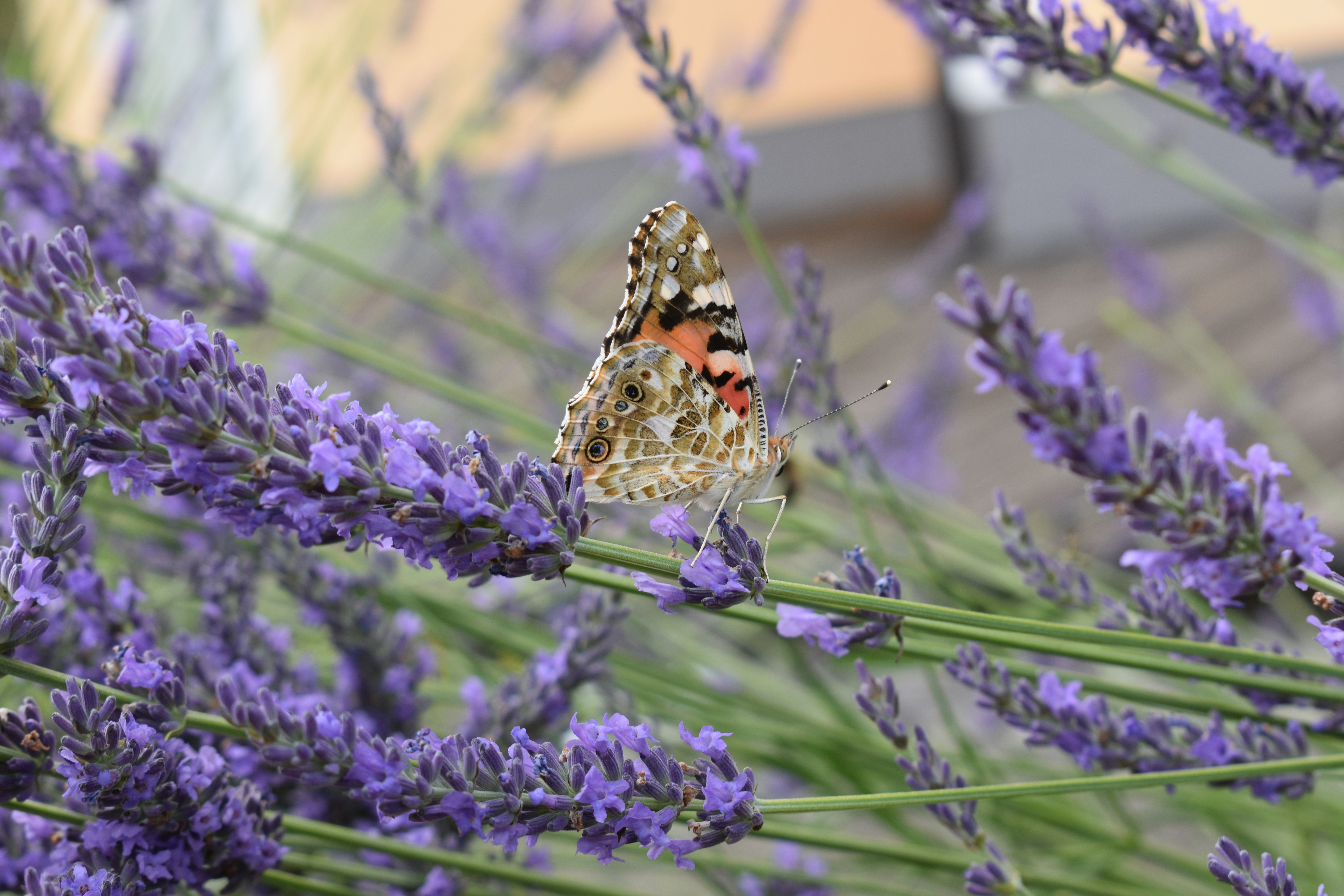 Photo by ninaelisereiter