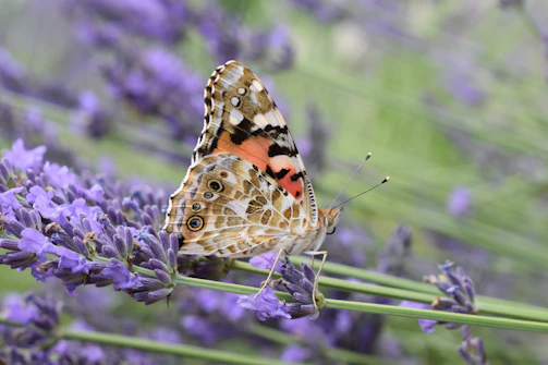 Close-up of a golden butterfly wing shimmering softly against a lavender background.