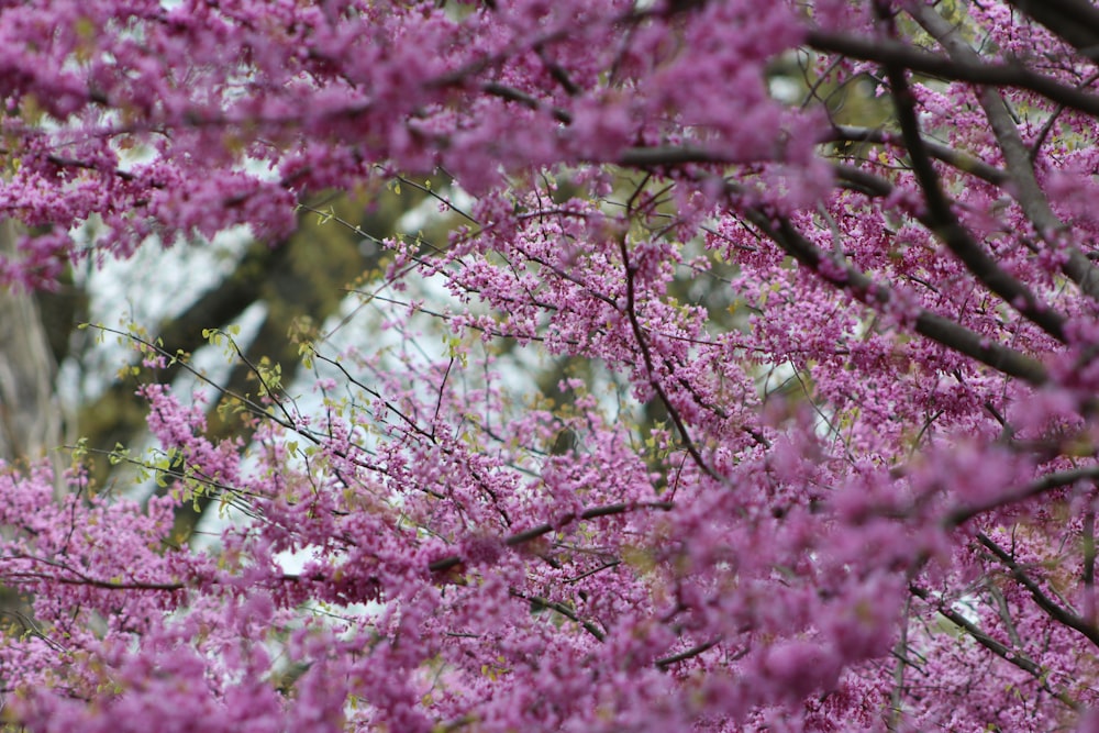 uma árvore cheia de muitas flores roxas