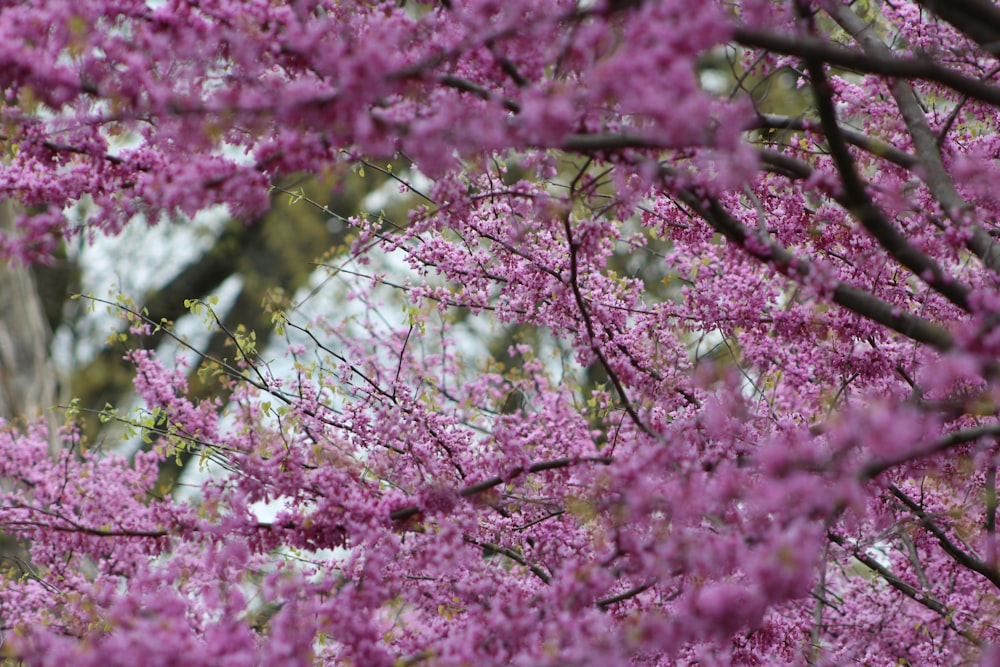 a tree filled with lots of purple flowers