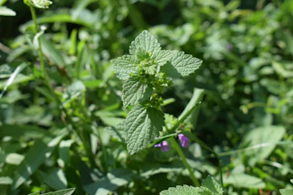 Close-up of a lush green and purple floral backdrop with delicate roses and ivy.
