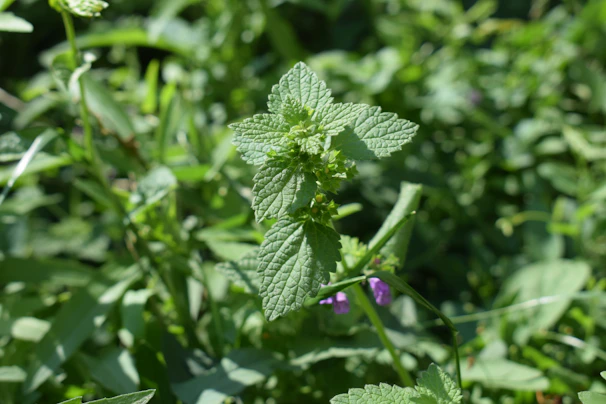 Close-up of a lush green and purple floral backdrop with delicate roses and ivy.