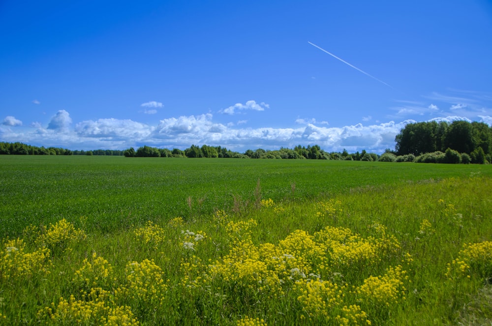 a field of green grass and yellow flowers under a blue sky