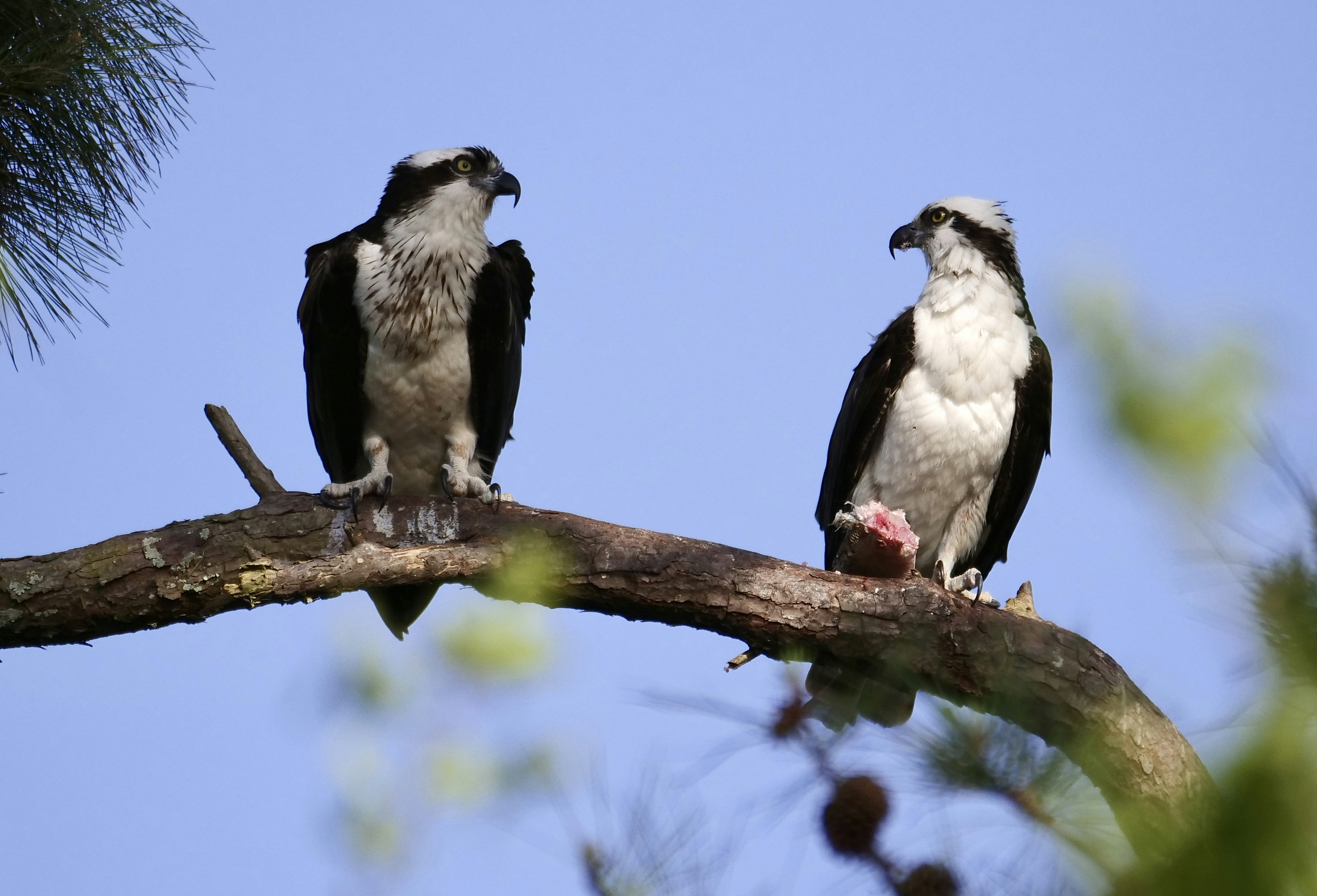 Dos pájaros blancos y negros posados en la rama de un árbol