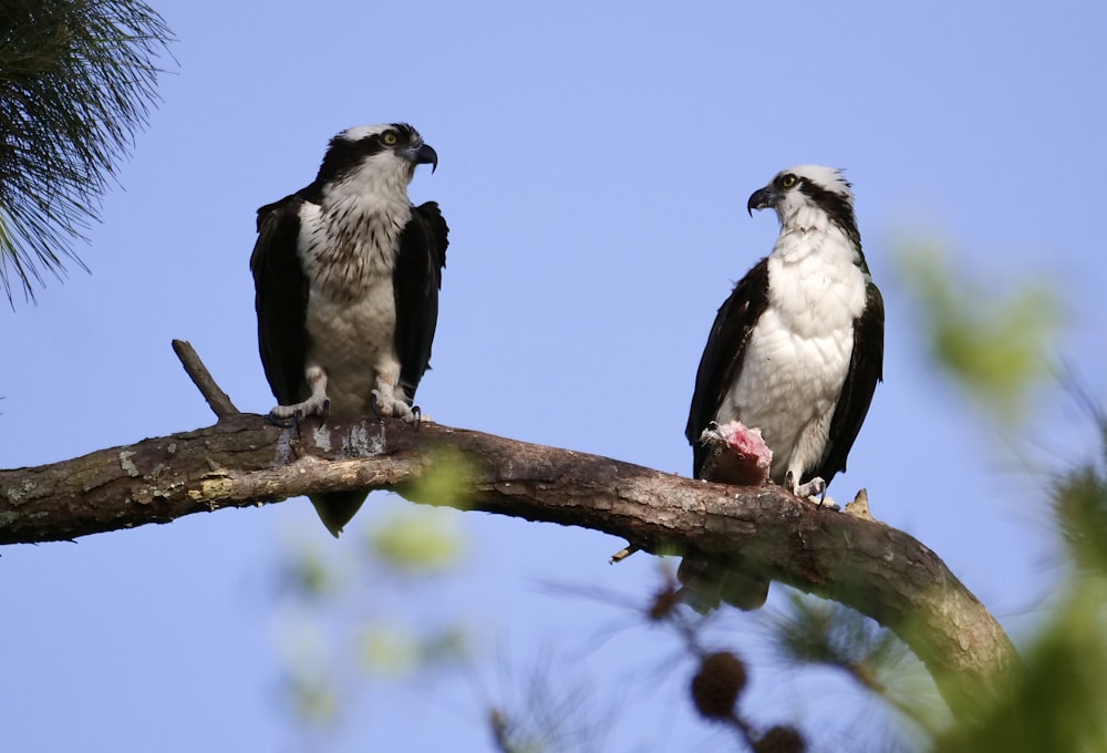 two black and white birds perched on a tree branch