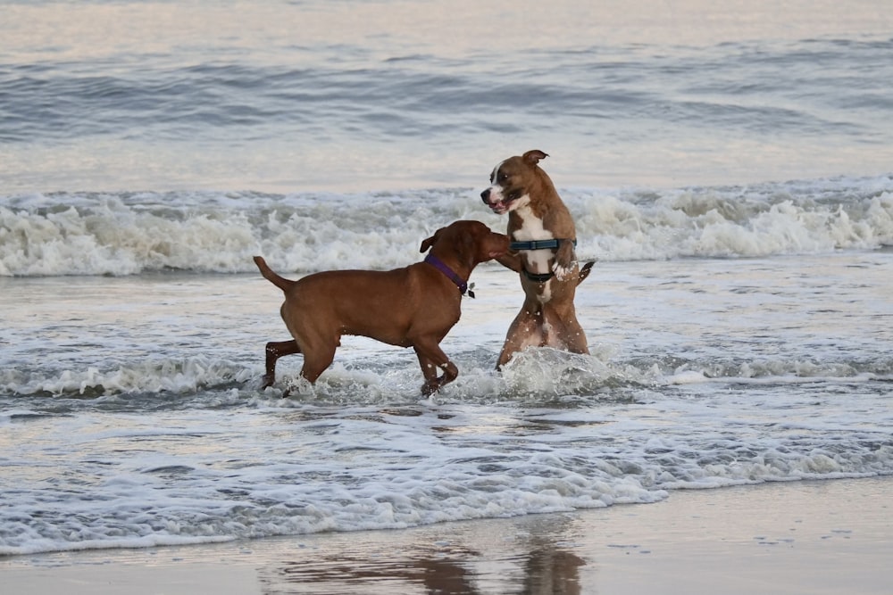 two dogs playing in the water at the beach