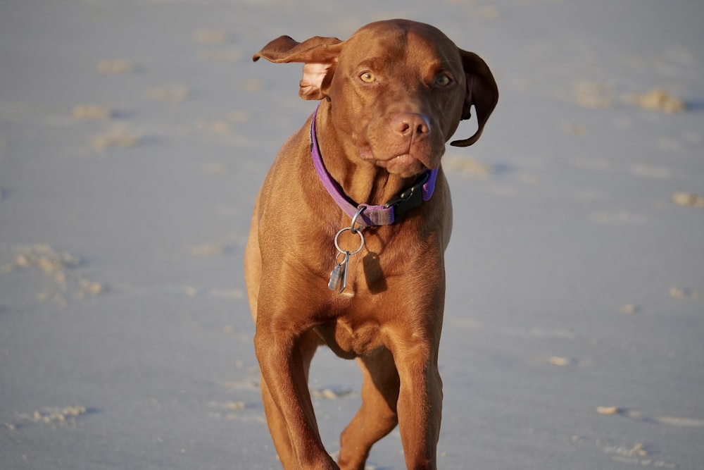 a brown dog with a purple collar running on a beach