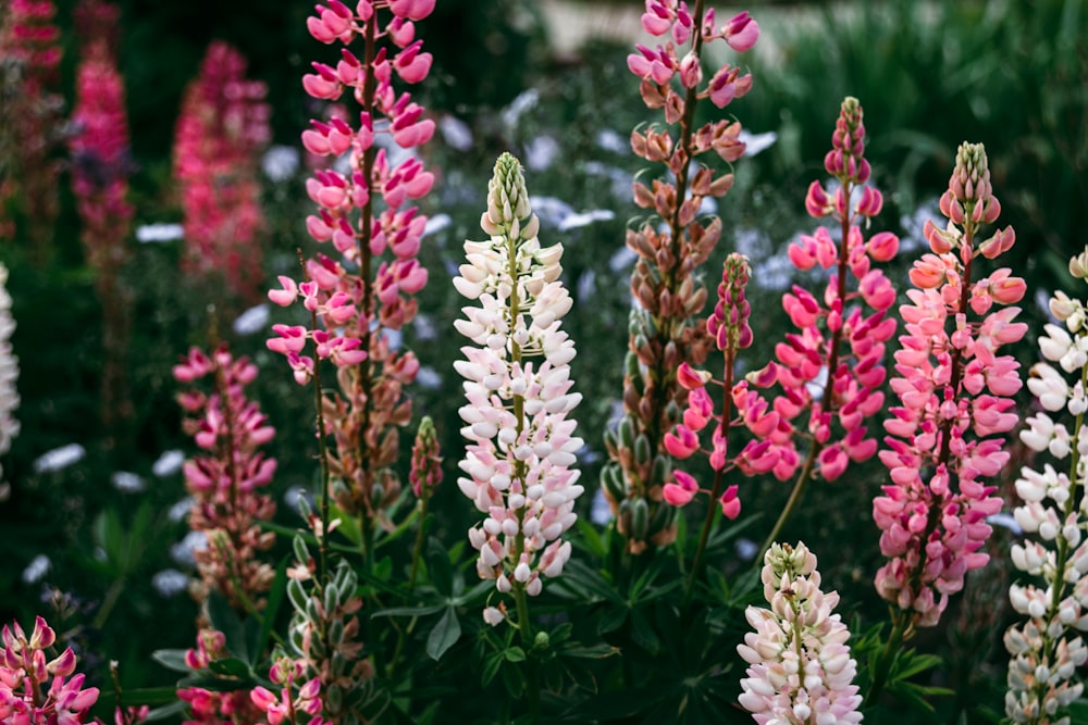 a bunch of pink and white flowers in a garden