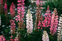 A vibrant garden filled with tall lupine flowers in various shades of pink, white, and purple. The flowers stand against a backdrop of lush green foliage and some delicate small white flowers, creating a rich tapestry of colors and textures.