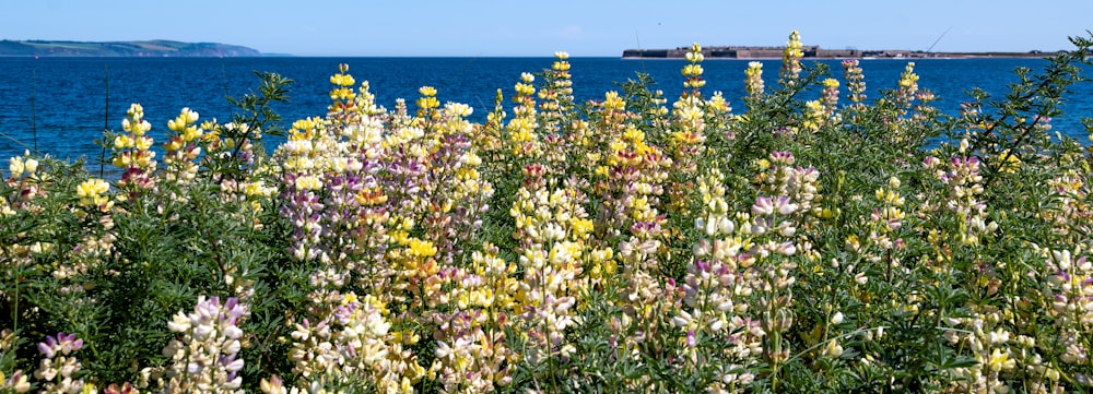 a field of flowers next to a body of water