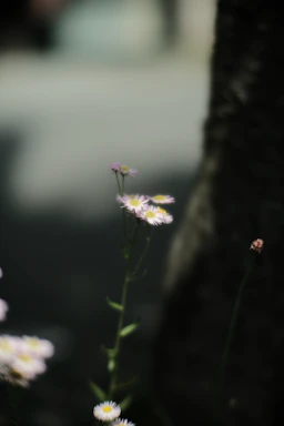 A gentle close-up of a blooming wildflower amidst green foliage symbolizing nature's delicate beauty.
