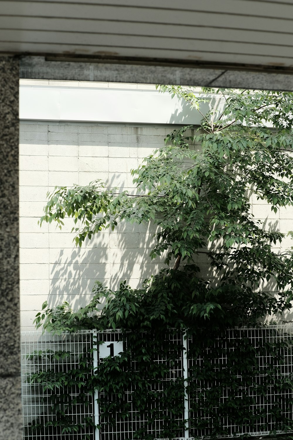 a black and white photo of a fence and a tree