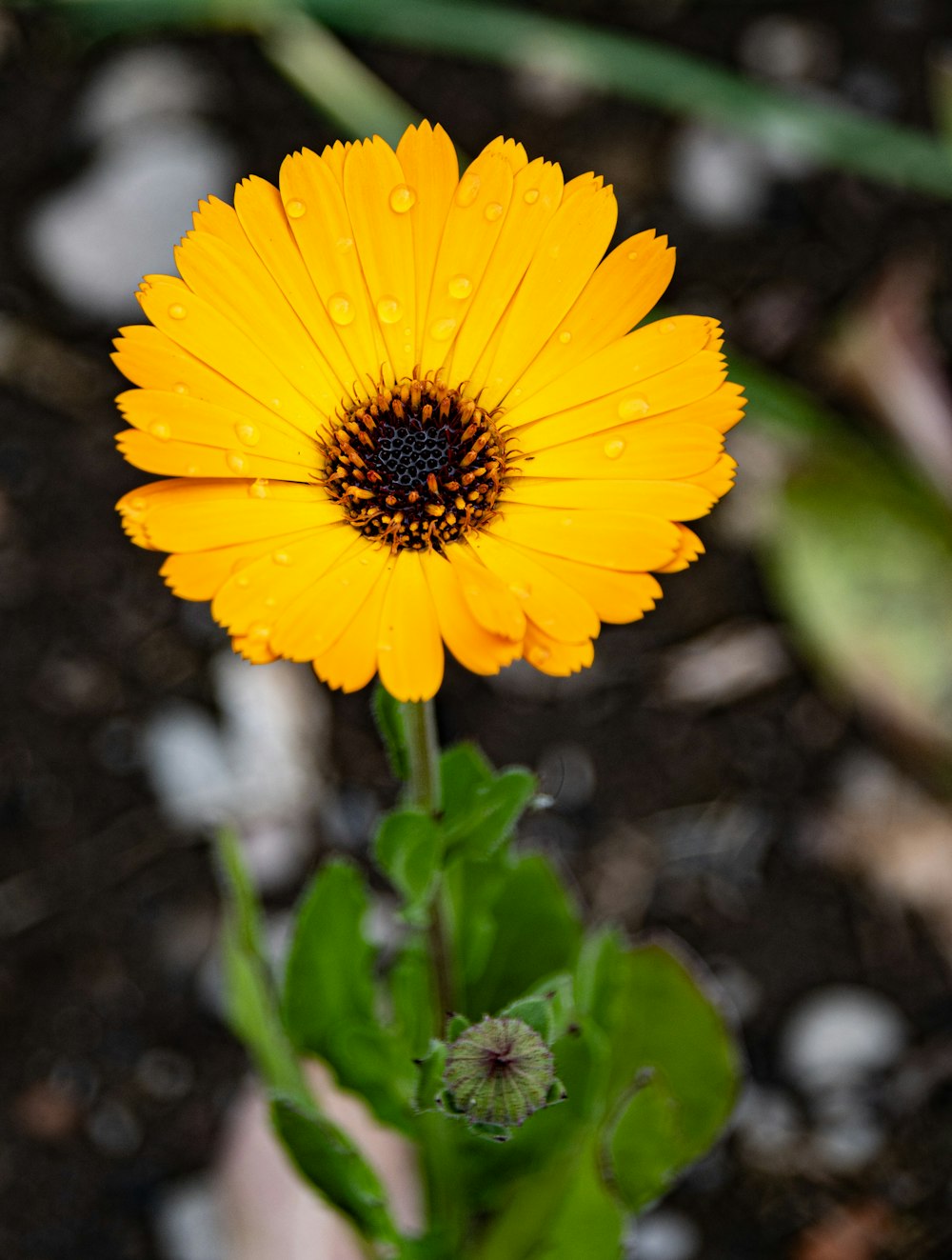 um close up de uma flor amarela com gotículas de água sobre ela