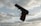 A handgun with a brown grip and black body is pictured against a backdrop of a cloudy sky. The focus is on the firearm with details of its hammer, trigger, and barrel clearly visible.