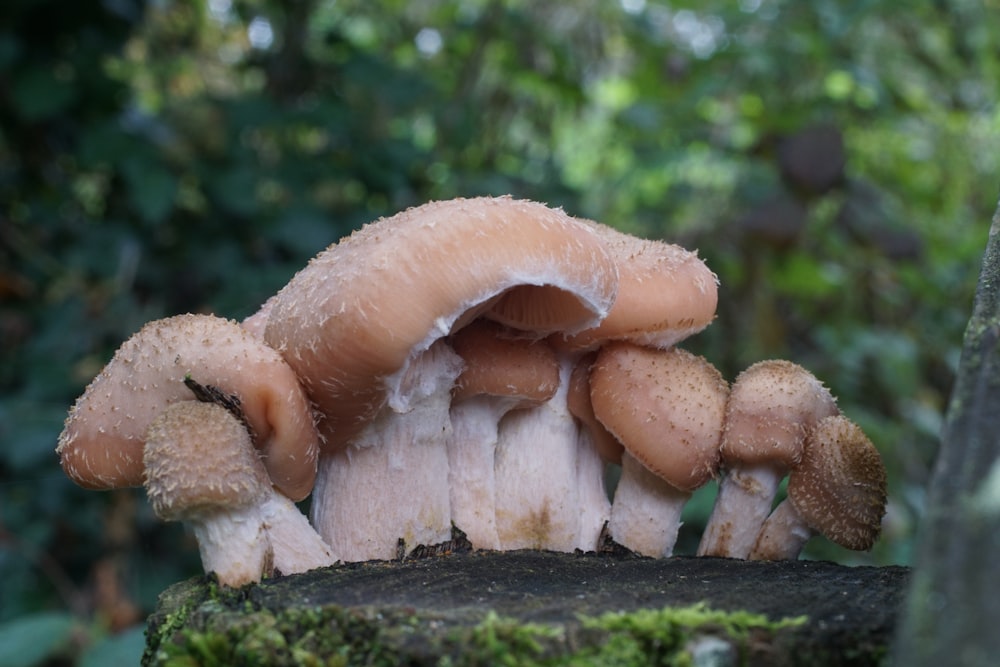 Un gruppo di funghi seduti sulla cima di un ceppo d'albero