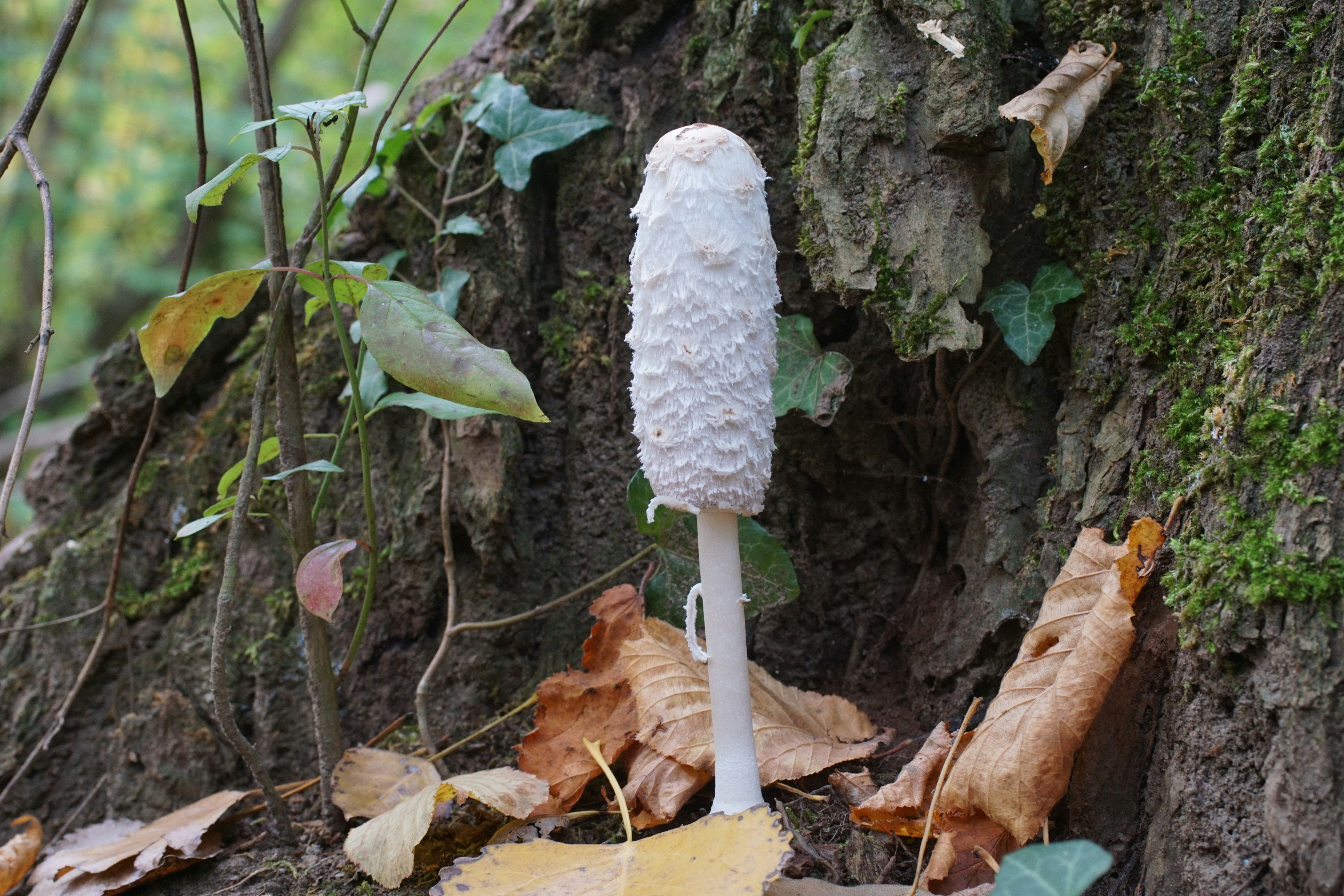Fotomural a white mushroom sitting on the ground next to a tree