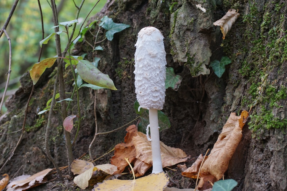 a white mushroom sitting on the ground next to a tree