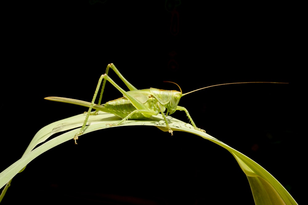 a close up of a grasshopper on a plant