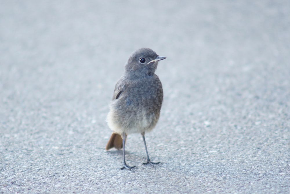 a small bird is standing on the pavement