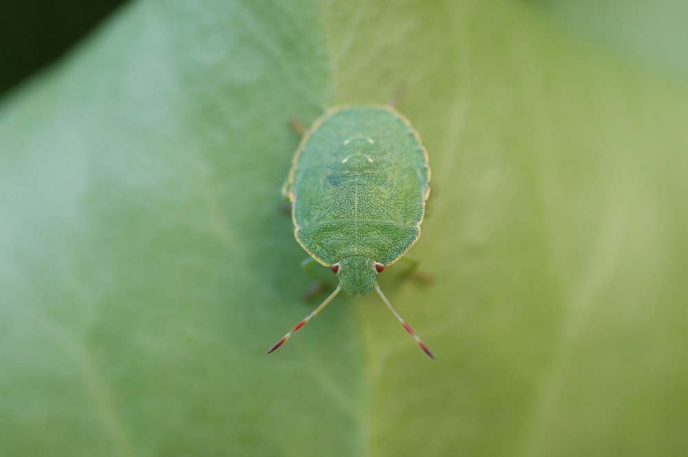 a green bug sitting on top of a green leaf