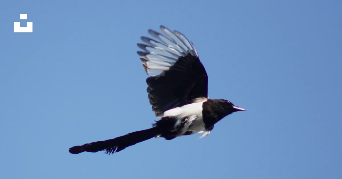 Un Oiseau Noir Et Blanc Volant Dans Un Ciel Bleu Photo Photo un-oiseau-noir-et-blanc-volant-dans-un-ciel-bleu-photo-photo