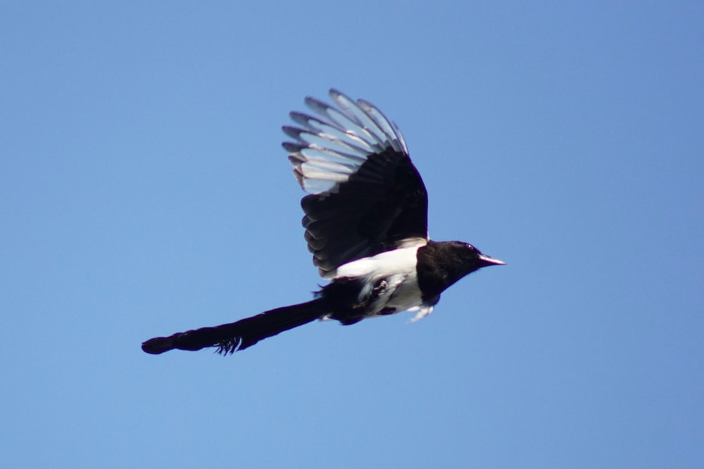 a black and white bird flying through a blue sky