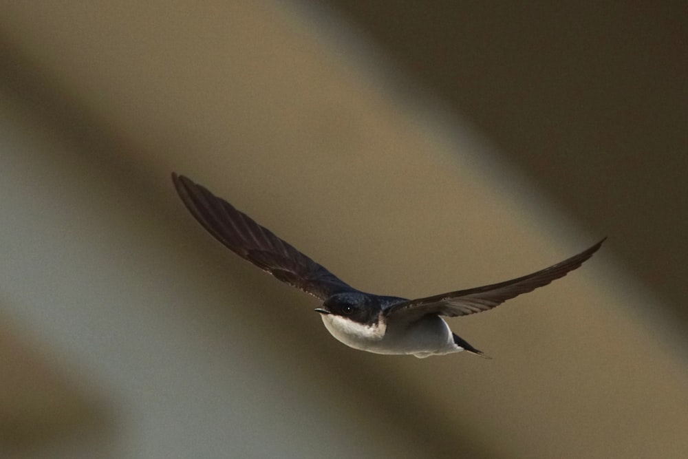 a small bird flying in the air with it's wings spread