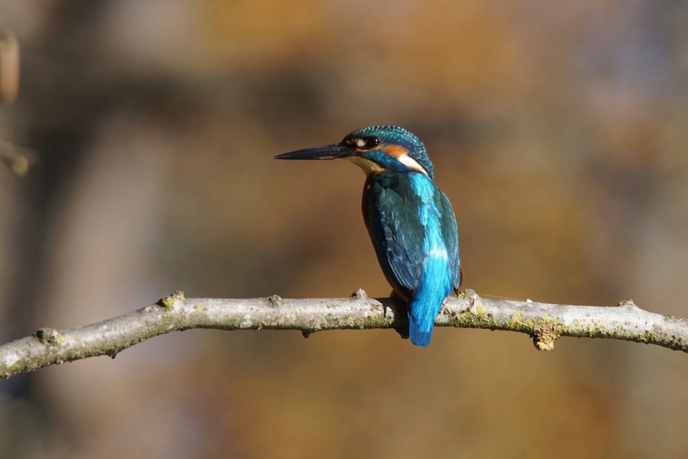 a small blue bird sitting on a tree branch