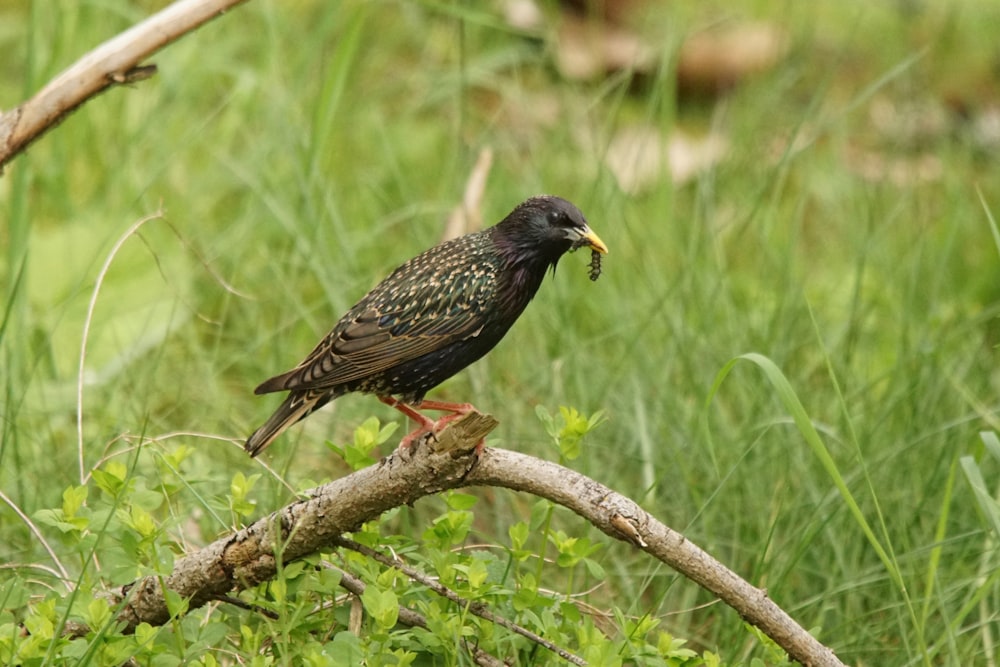 a black bird with a yellow beak sitting on a branch