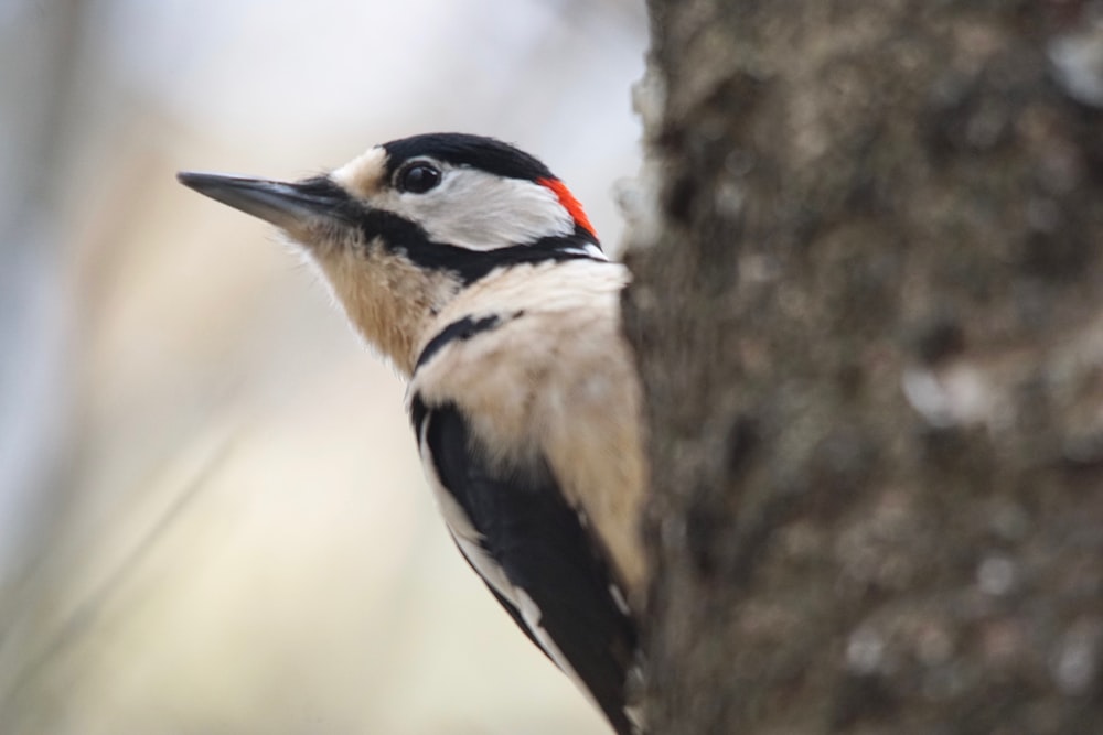 a woodpecker standing on the side of a tree trunk
